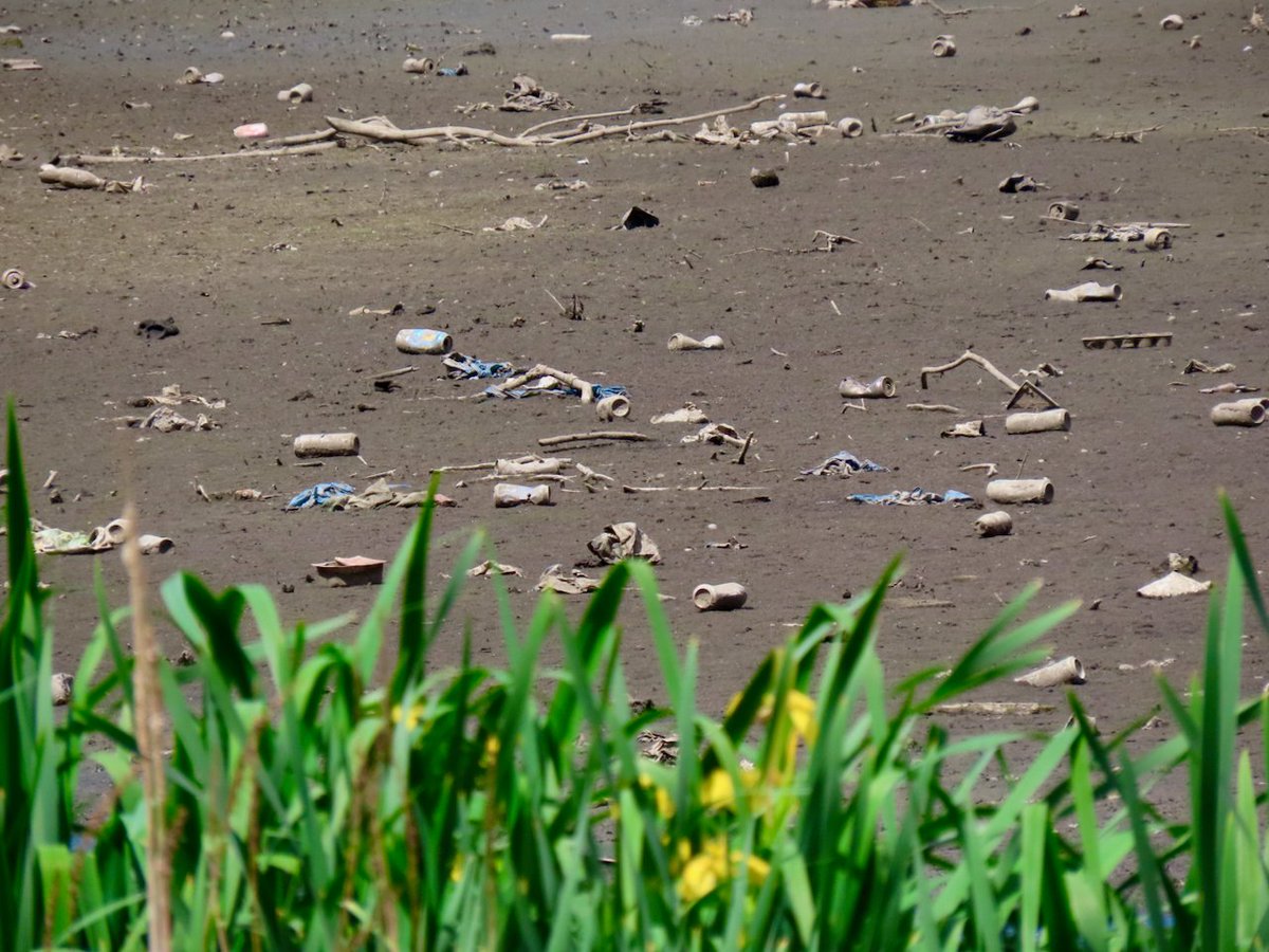 ben_watt's tweet photo. No rain has meant low water levels and large areas of contaminated silt at Brent Reservoir. No wonder bird numbers are down. It’s a SSSI under threat.

I founded @CoolOakGroup for stuff like this. We meet with @CRTSouthEast tomorrow to insist more is done. https://t.co/lyrkAtA9VZ