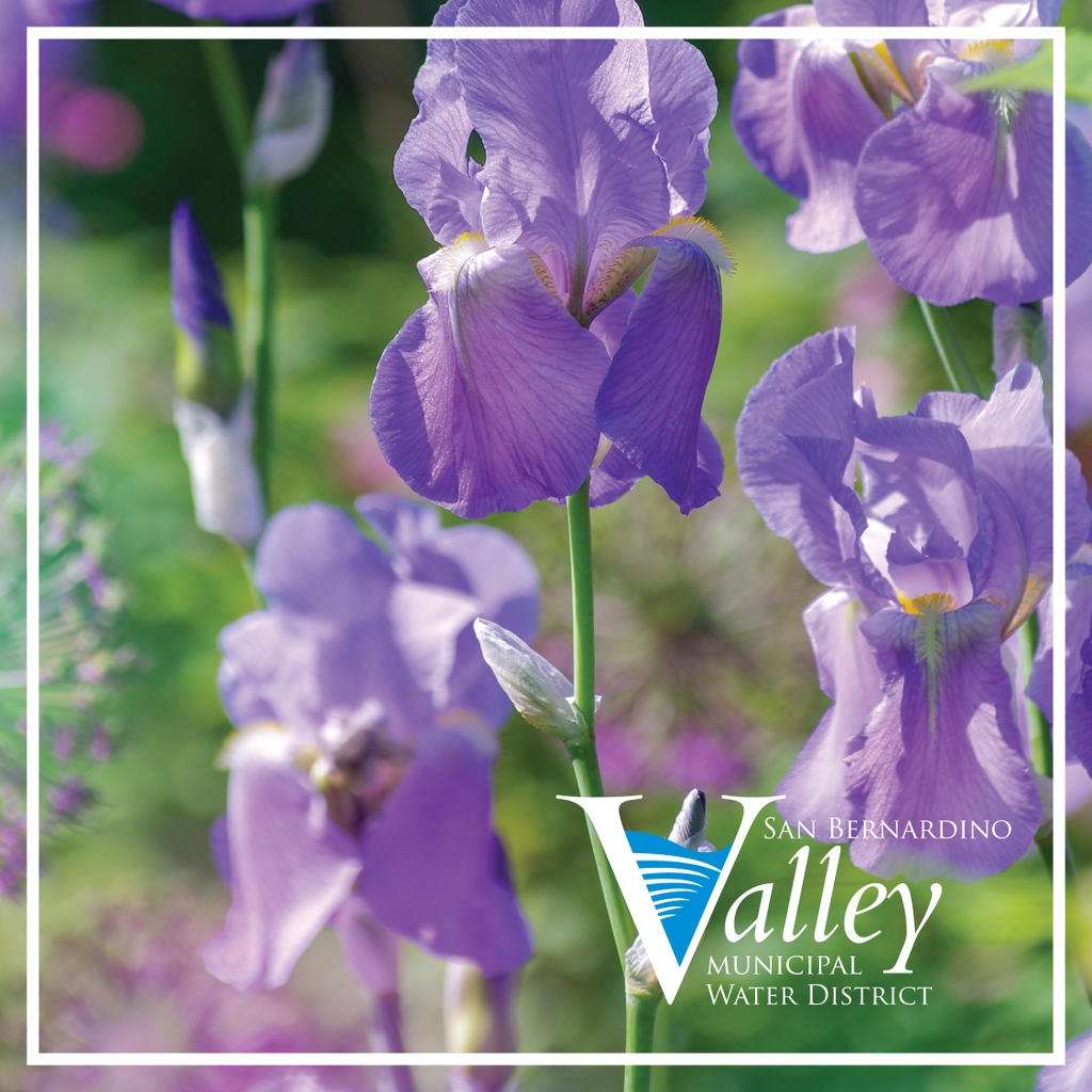 SBVMWD's tweet photo. Want to make your landscape more #cafriendly? Explore beautiful and sustainable flowers, plants, trees, and grass that thrive in the Inland Empire at https://t.co/760HFS18ku #SBVMWD #flowers #valleydistrict https://t.co/qbruzPYF7E