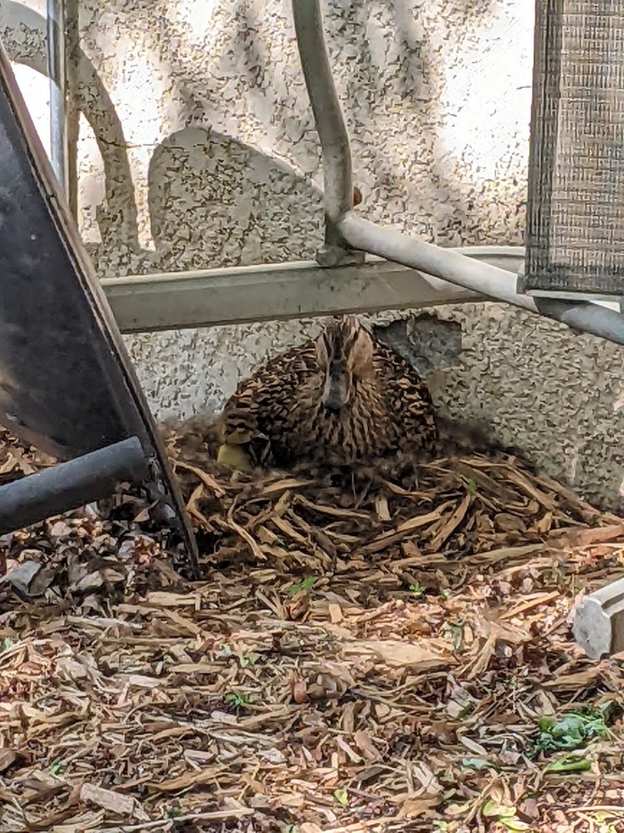 EngleKameron's tweet photo. Fyi a duck has nested next to my house, and there are ducklings, and it might be the greatest thing to happen ever? https://t.co/qDkvwYji1z