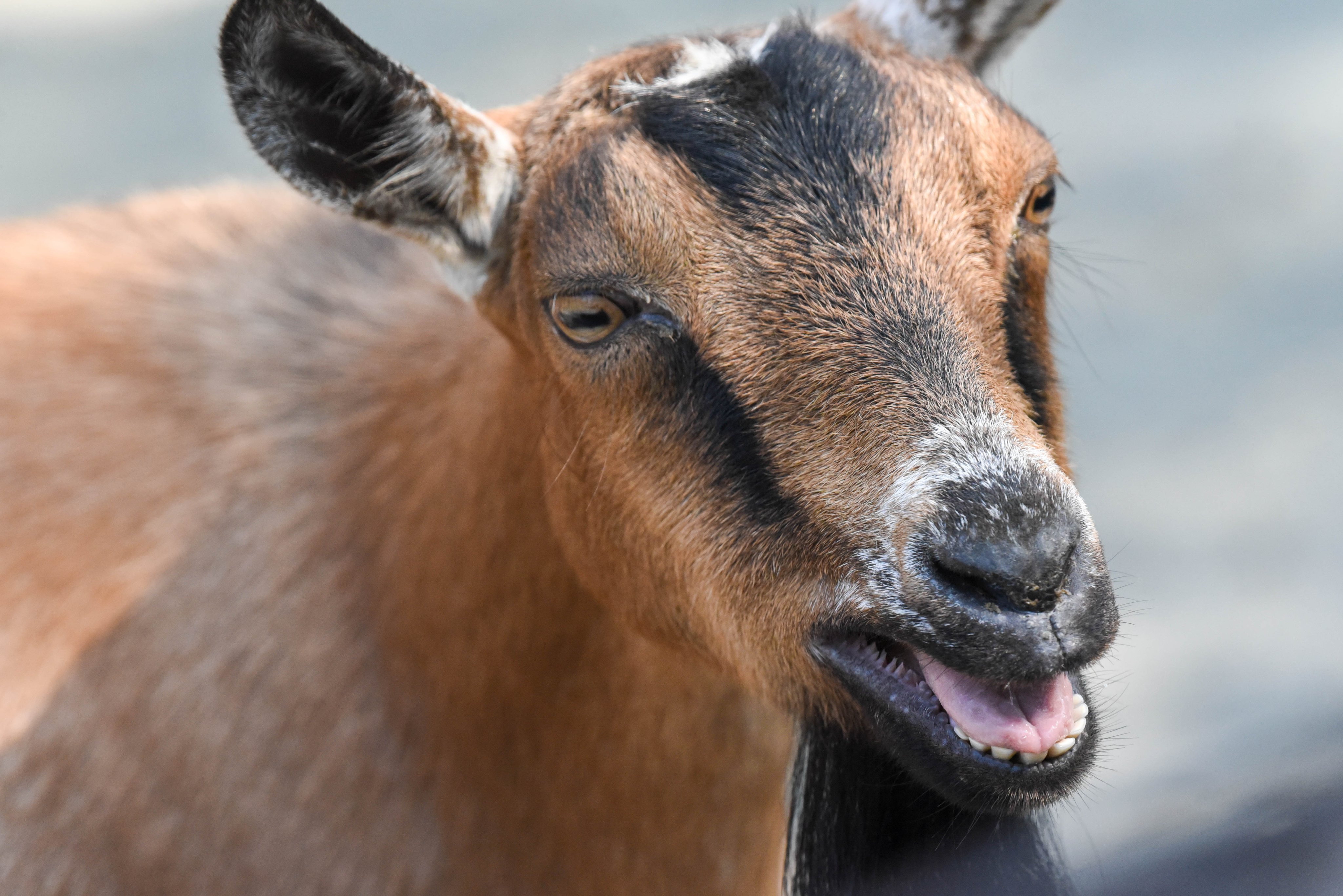 توییتر \ Maryland Zoo در توییتر: «Have you ever noticed the difference in  pupil shape on prey animals (like goats) vs. predators? Predators (like  lions) have round pupils that face forward to