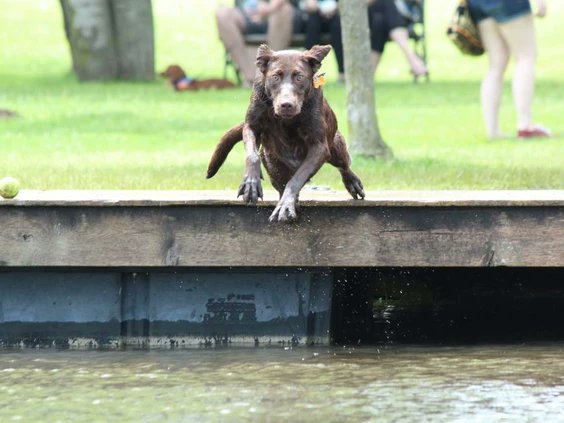 Bark in the Park returns June 12 after a two-year hiatus amid the COVID-19 pandemic, Humane Society London and Middlesex announced Wednesday. #ldnont tinyurl.com/5y6exu2x