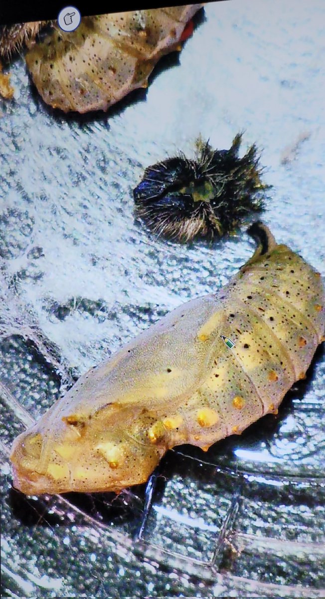 2nd Grade at MT tweet media