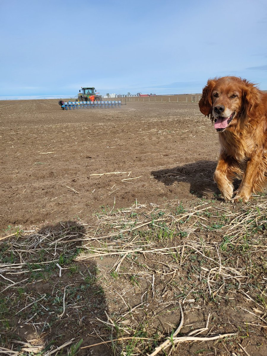 FilipchukAidan's tweet photo. Last pass of our Southern Alberta Plots is in the ground! Completed with good help. Now time to watch em grow. @PRIDESeeds #Agmorethanever #cornplots https://t.co/bmpthZ2vPb