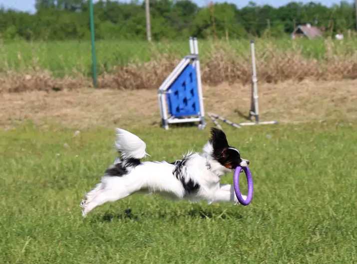 AlvoKostkaRider's tweet photo. Má to moc rád.
A je v tom sakra dobrý.
#papillon
#dogpuller https://t.co/SfkUe62jKI