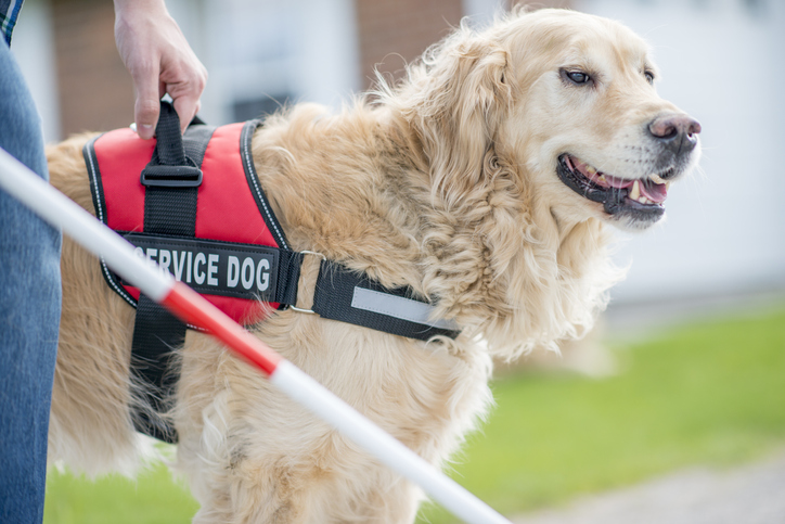 Do service dogs have to wear identifying vests? Do ESAs have public access rights under the ADA?  Does DSS accept national ESA certificates to have an ESA in housing? (Hint: All answers are no.) Contact DSS with any animal questions. #MontevalloAccess
akc.org/.../training/s…