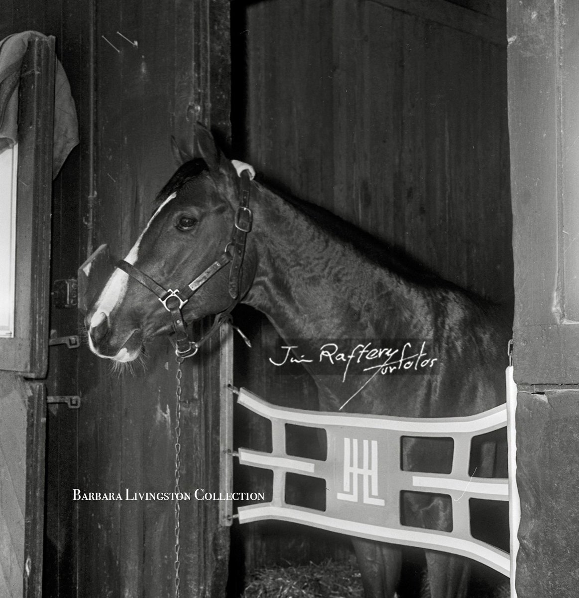 DRFLivingston's tweet photo. NORTHERN DANCER, Feb. 1964, Jim #RafteryTurfotos

At the time, the Horatio Luro trainee was 1963 champion Canadian 2-year-old male.

NORTHERN DANCER added the Flamingo, Florida Derby, Blue Grass, Kentucky Derby, Preakness, +, and he was named Canadian Horse of the Year in 1964... https://t.co/Ov7kK0DG4f