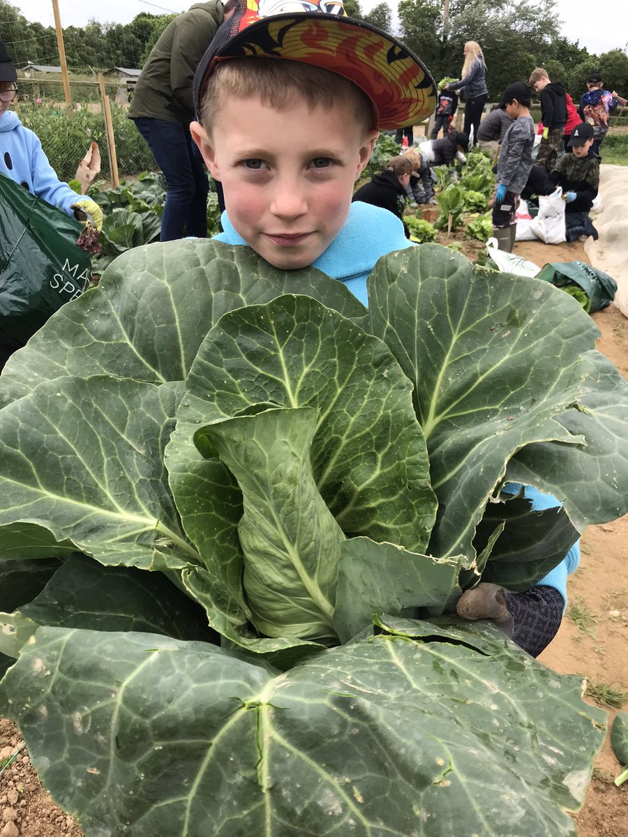 WPatemanscience's tweet photo. Today was year 3’s final Farm School session and just look at the veg they are taking home! What fantastic farmers! https://t.co/gRvHLNgxor