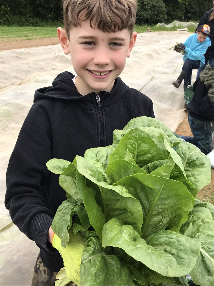 WPatemanscience's tweet photo. Today was year 3’s final Farm School session and just look at the veg they are taking home! What fantastic farmers! https://t.co/gRvHLNgxor
