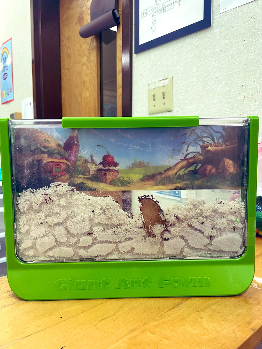 Ms_JChester4's tweet photo. Scientists looking at our Ant Farm &amp; recording their observations! 🐜 https://t.co/g0DV11PPLi