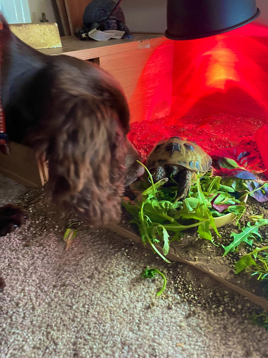 pebblethingy's tweet photo. Basically I was enjoying my tea and the new house guest decided to watch me eat! She also stole my last carrot!! I will bite next time 🤪 https://t.co/QQgeqk8SRa