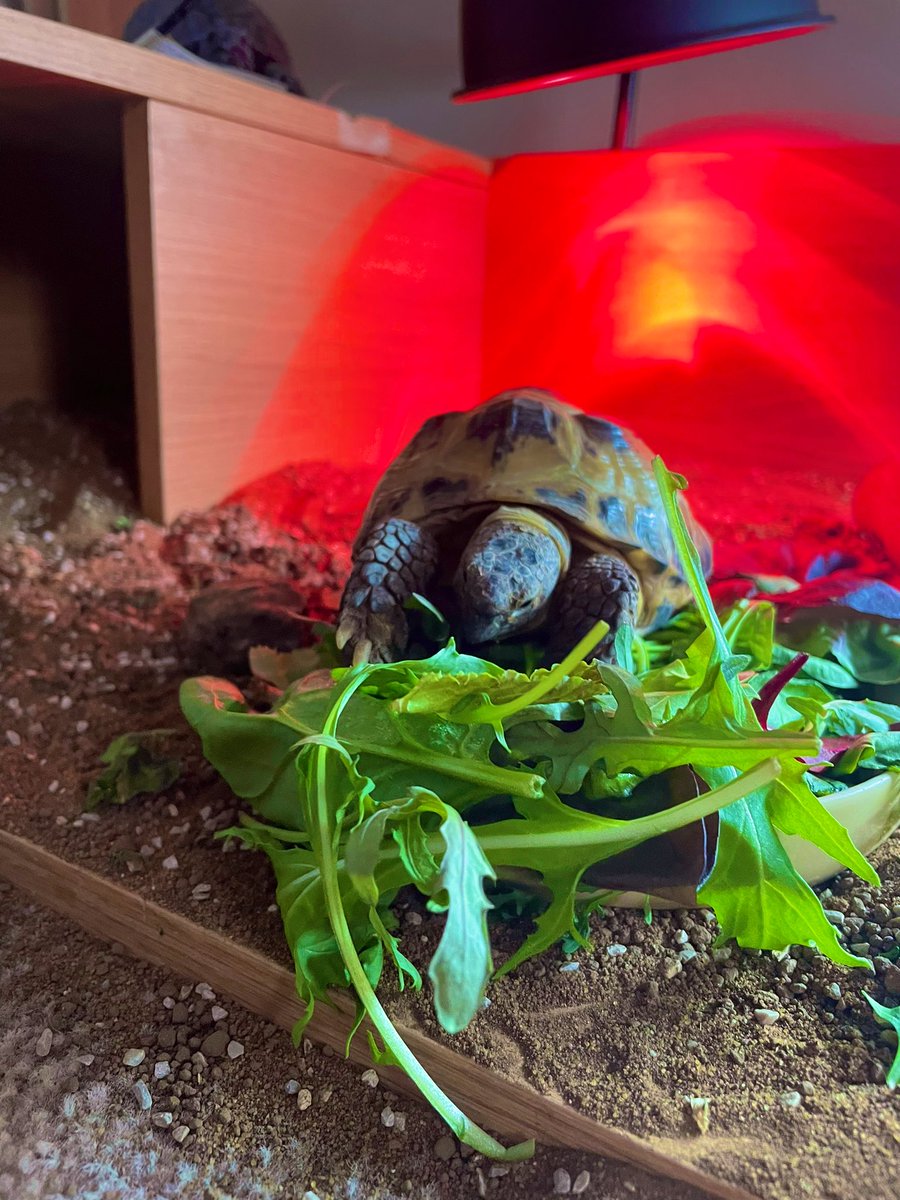 pebblethingy's tweet photo. Basically I was enjoying my tea and the new house guest decided to watch me eat! She also stole my last carrot!! I will bite next time 🤪 https://t.co/QQgeqk8SRa