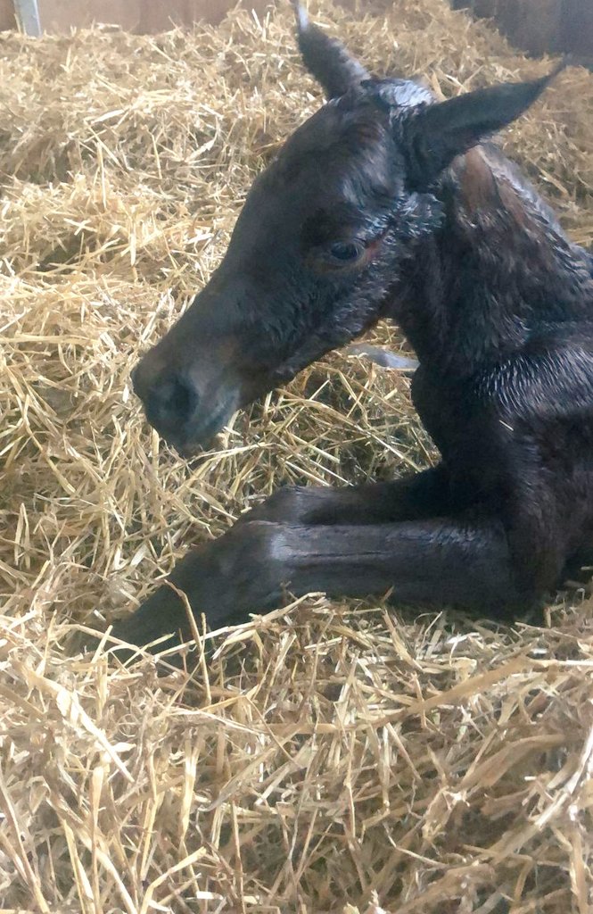 BloodstockD's tweet photo. That's a wrap for class of 2022 @MarchHareStud. Congratulations to @67_Chris_ on his latest and our last arrival ๐ฅณ filly by flag of honour out of FLIPPANT ๐ฅฐ Thank you to all our owners and team ... now for some well deserved sleep ๐ค ๐ด #starsof2022 ๐ถ ๐ ๐ https://t.co/qnOYYJtIWg
