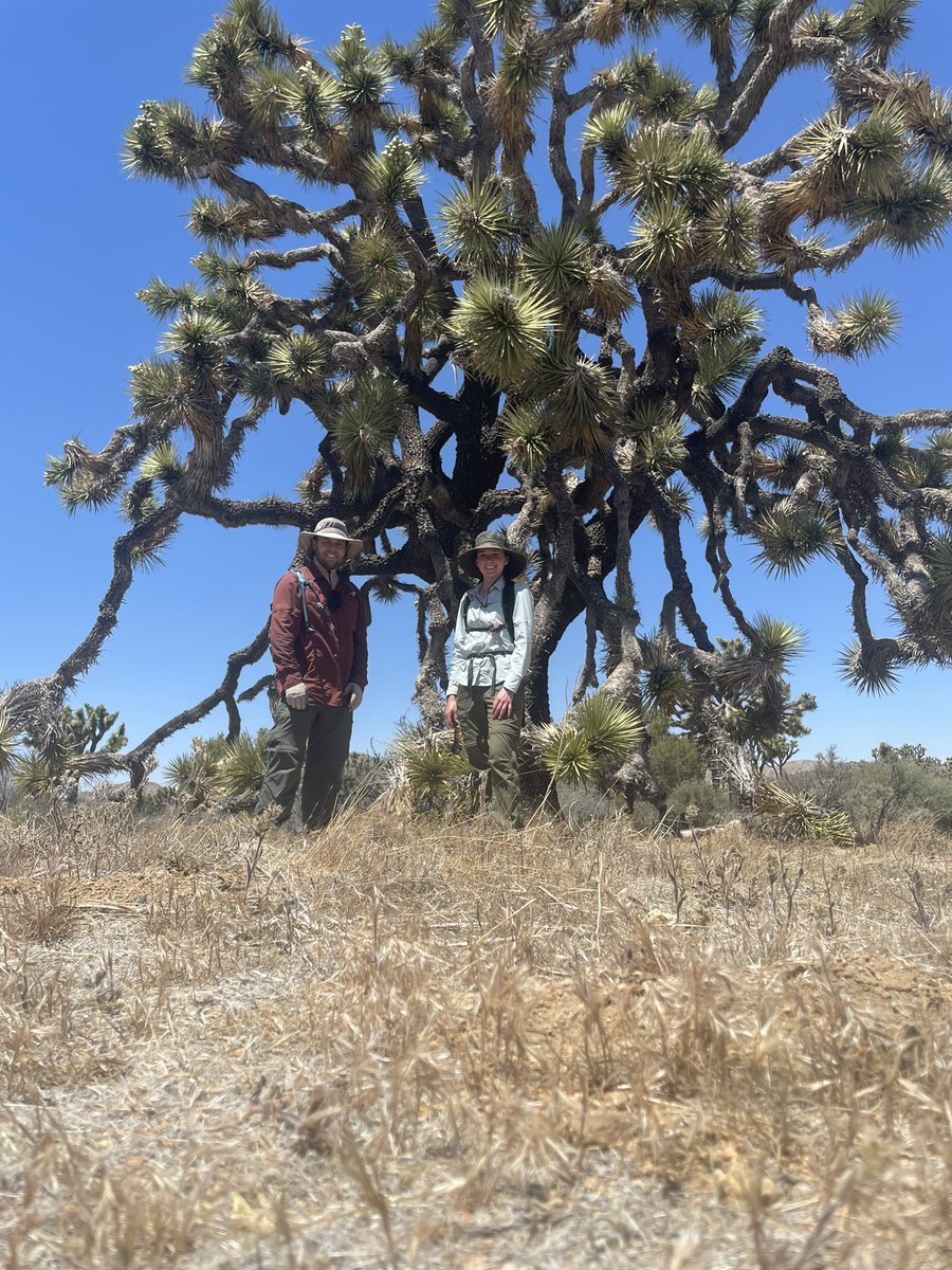 SWbeetles's tweet photo. Next leg of summer fieldwork featuring the two original NAILS members! 🪲
Cool finds: Moneilema, the cactus longhorn beetle and Timema, a stick insect that is sister to all other Phasmatodeans! https://t.co/kSmLdh0hy0