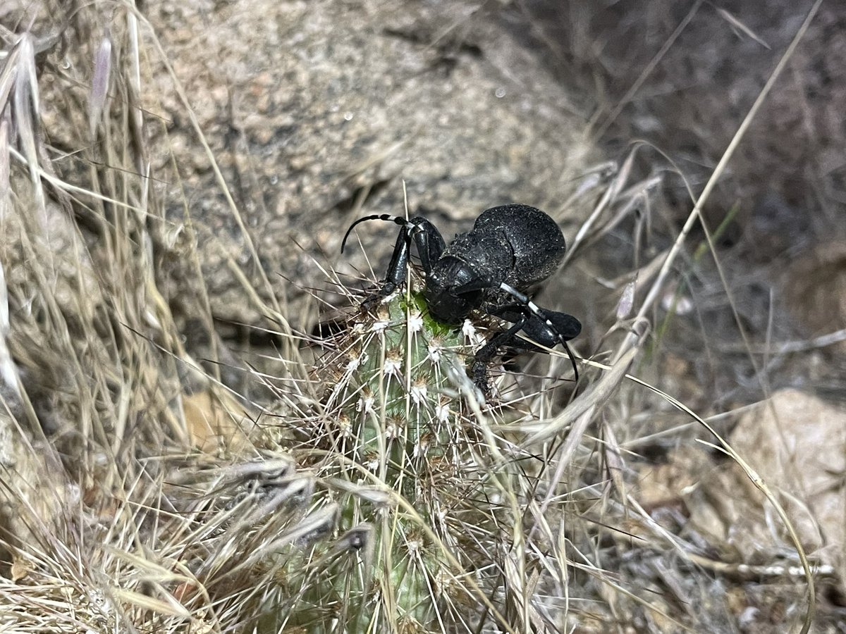 SWbeetles's tweet photo. Next leg of summer fieldwork featuring the two original NAILS members! 🪲
Cool finds: Moneilema, the cactus longhorn beetle and Timema, a stick insect that is sister to all other Phasmatodeans! https://t.co/kSmLdh0hy0