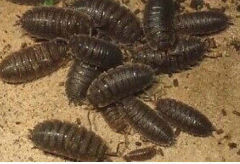 Phil Sturgeon (BlueSky/Threads @philsturgeon) tweet media