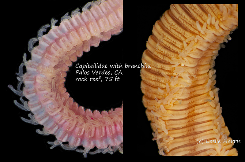 A beautiful but frustrating #WormWednesday  capitellid posterior. It slithered out of a empty clam burrow in a shale reef fragment. ~150 mm long w/ retractile branchiae. Live &amp; preserved pics. I hammered that rock for a week trying to find the rest of the worm but no luck