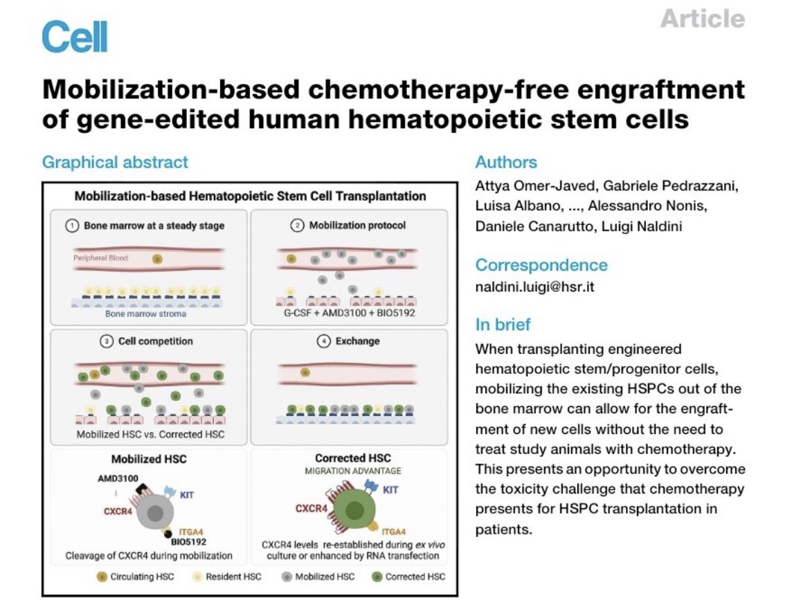o_attya's tweet photo. How to bypass chemotherapy in the context of hematopoietic #stemcells #CRISPR #GeneTherapy? Find out now in our recent paper @CellCellPress. Could not have done it without kick-ass colleagues @GabriPedrazzani @NaldiniLab and supportive institutions @SanRaffaeleMI @Telethonitalia https://t.co/X58BIIagl7