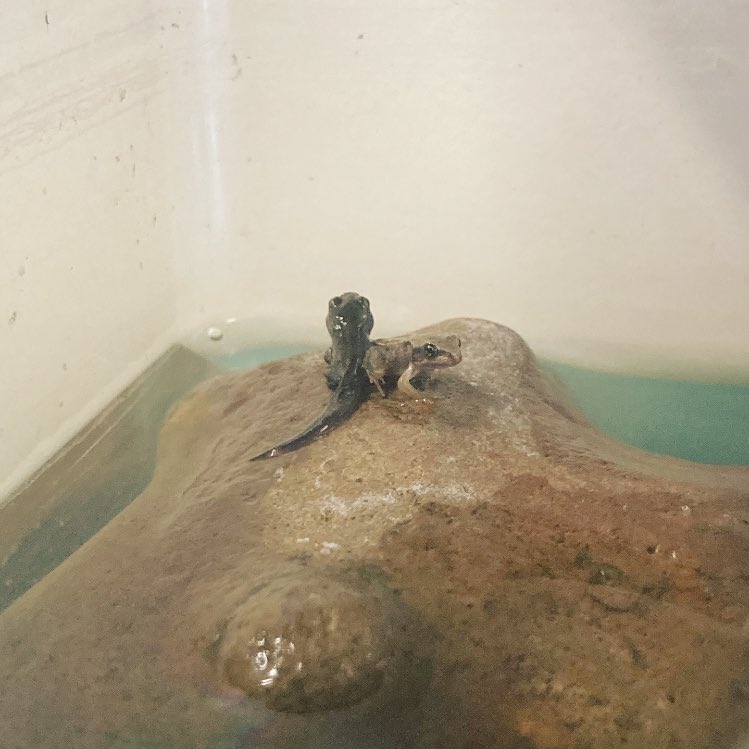 missahearne's tweet photo. What a lovely surprise I walked into this morning - our tadpoles are now starting to turn into frogs! Iโm probably just as excited as the children! They have loved observing their life cycle this term๐ฅฐ #DeltaStrandScience https://t.co/uSzbTx0nb7