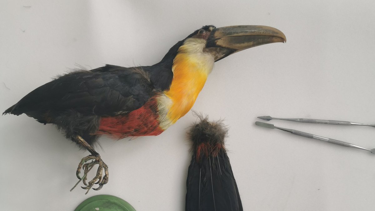 essex_cdp's tweet photo. Calling all Artists! Essex Cultural Diversity Project and @SW_Museum invite proposals from creative practitioners for a new commission responding to the global taxidermy collections at Saffron Walden Museum. Budget £6,000 | Deadline 27 June. Read more at
https://t.co/XC87aFQDH5 https://t.co/BtziAIEznd