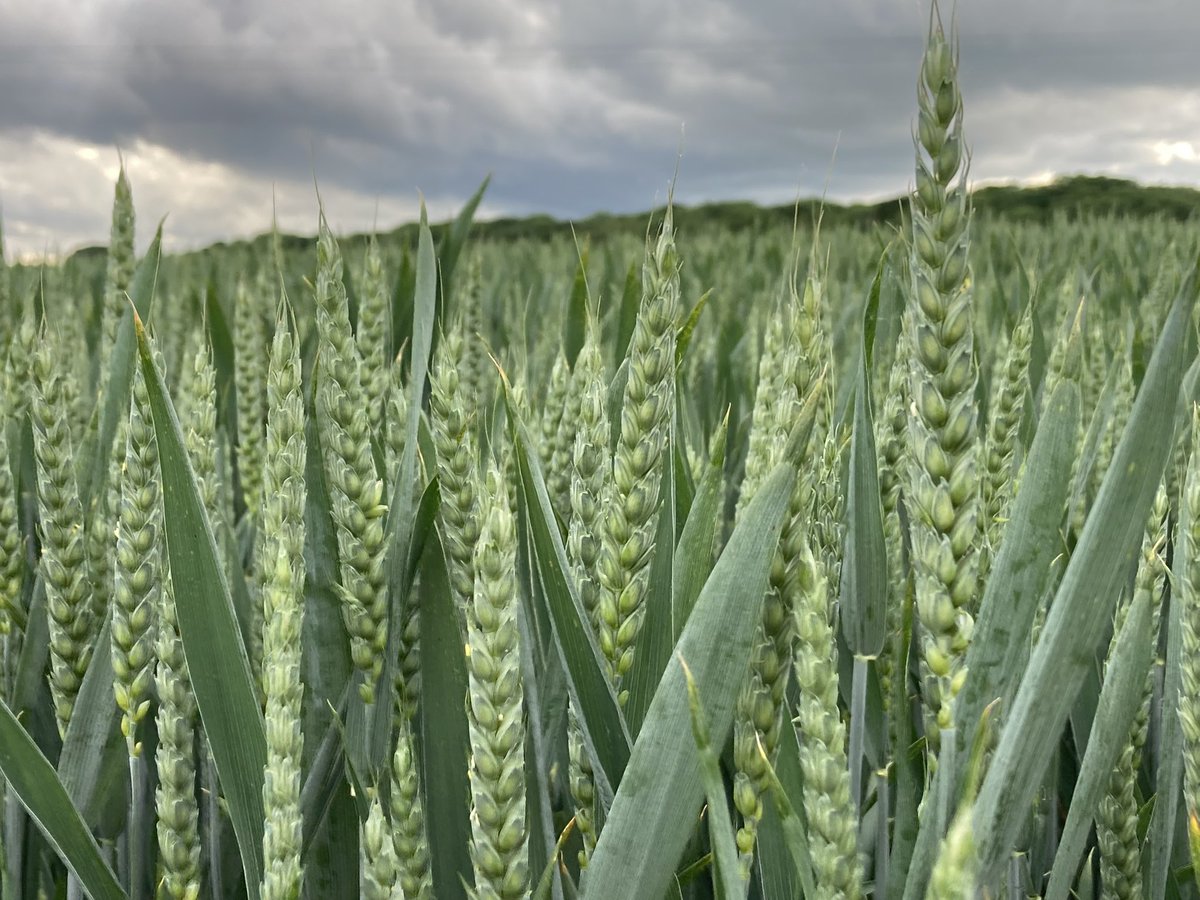 Covenbrook tweet media