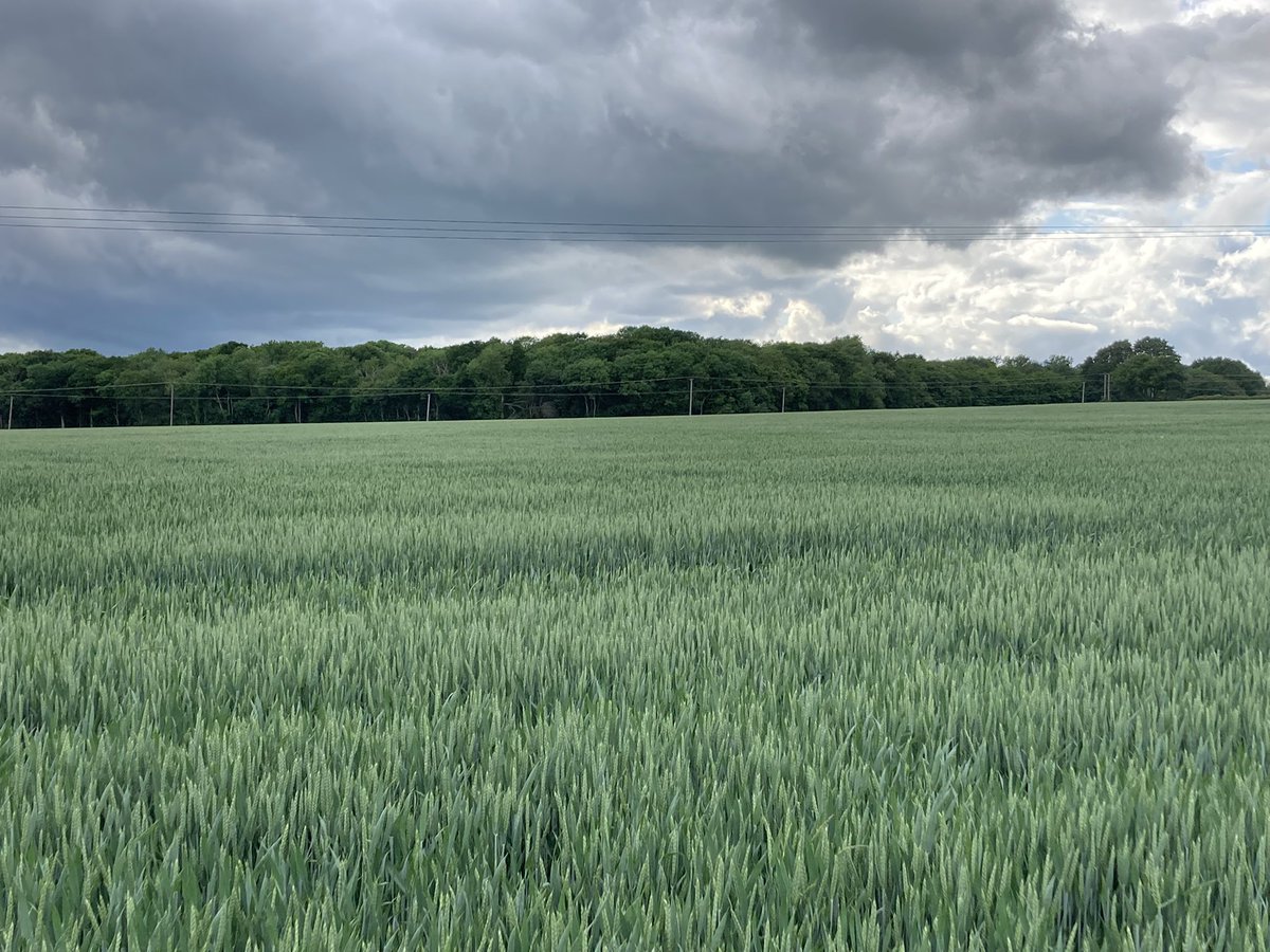 Covenbrook tweet media