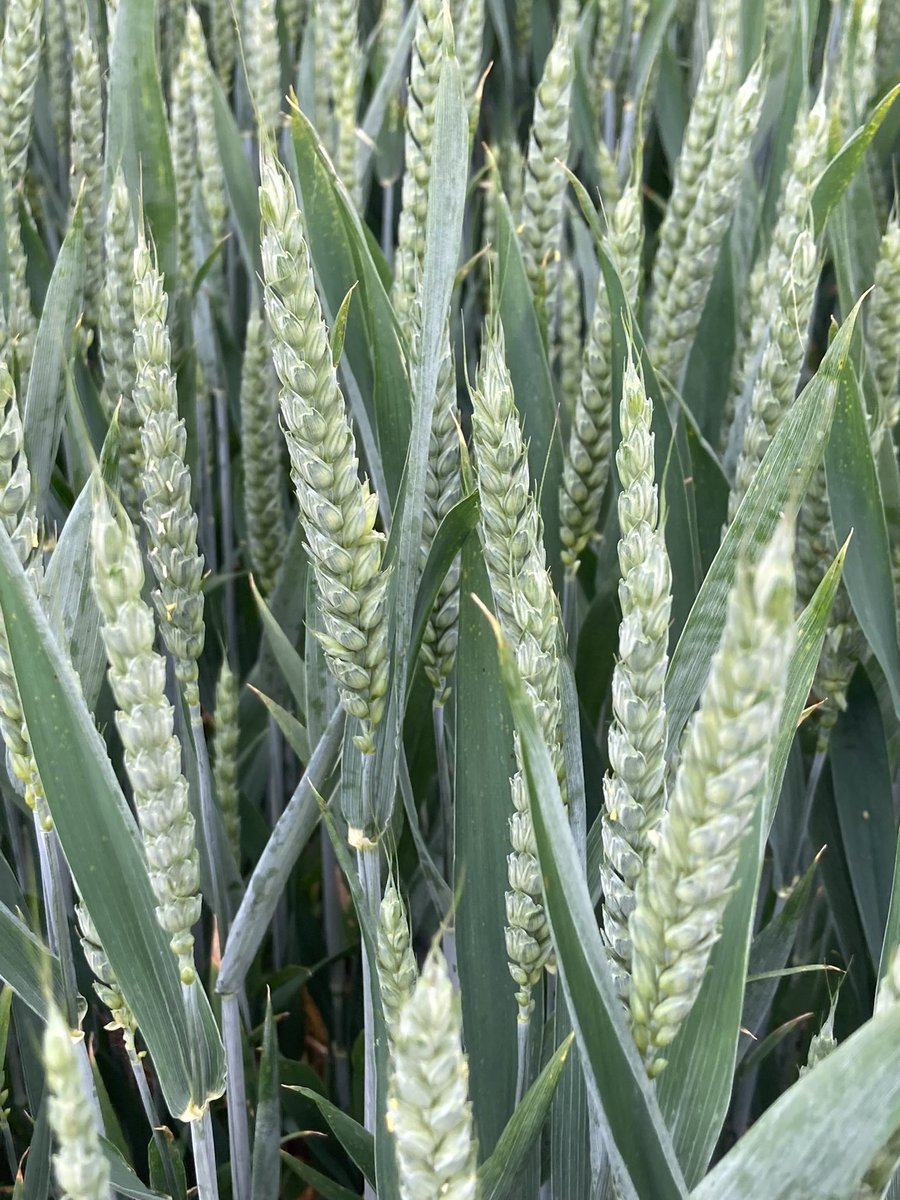 Covenbrook tweet media