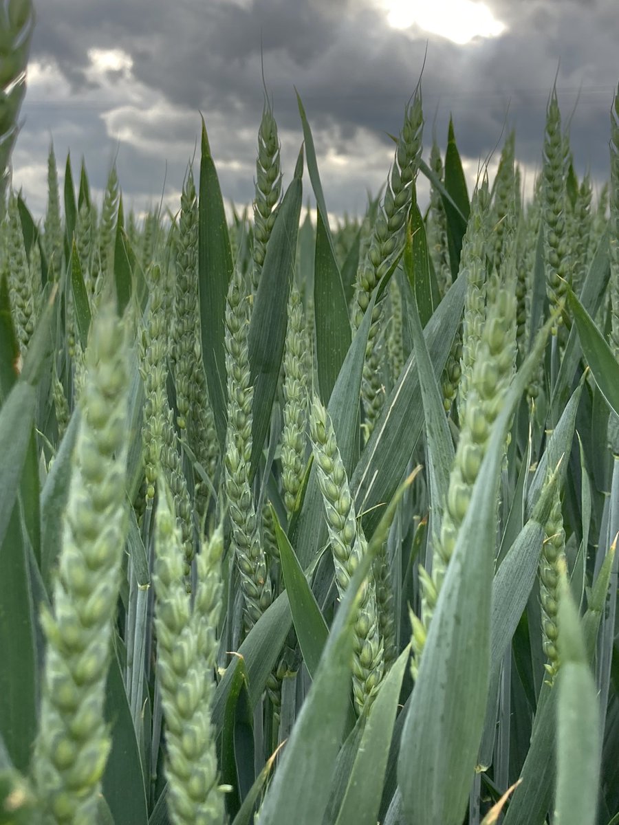 Covenbrook tweet media