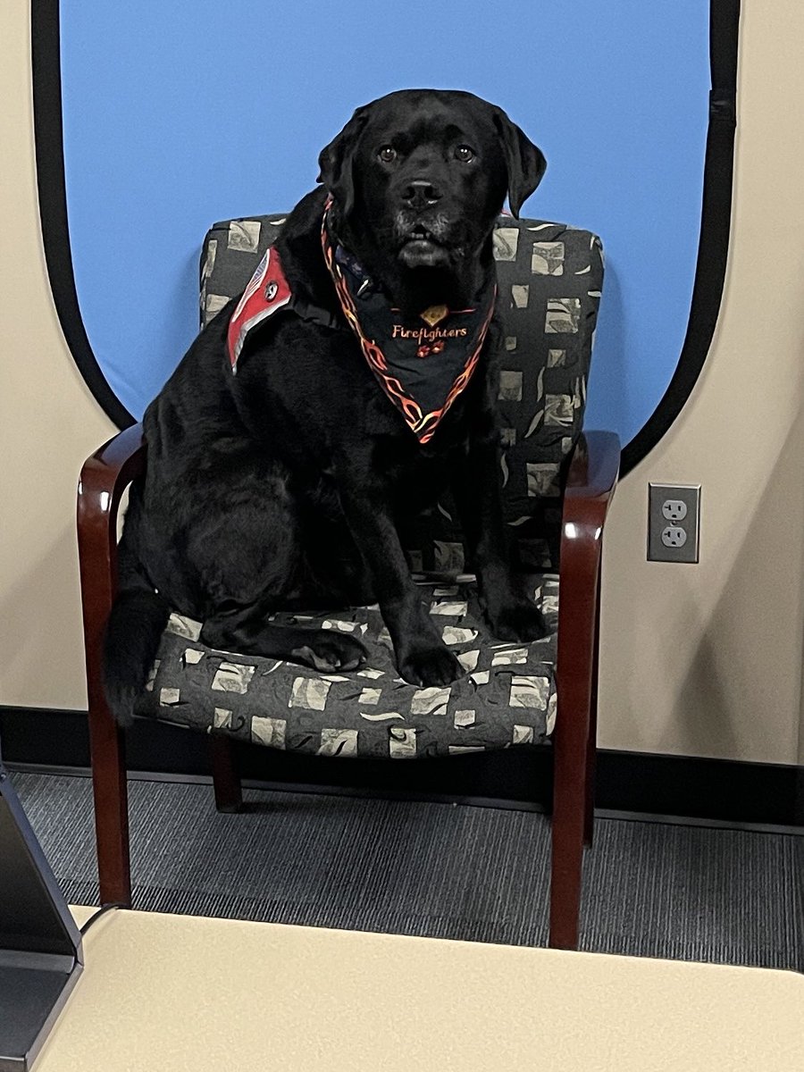 CSFDPIO's tweet photo. #ColoradoSpringsFire The CSFD would like to welcome our newest member of the department. Diesel is a wellness therapy dog. His mission is to comfort our firefighters with the many stressors of our profession. We are excited to welcome him to our ranks. https://t.co/3Dp6XmHcnr