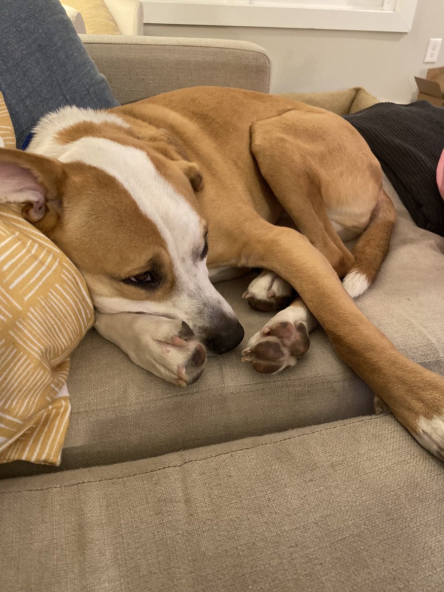 Negerbomb's tweet photo. @LONTDC1 Guns make Toby really sad. https://t.co/6tVfeLOdiF