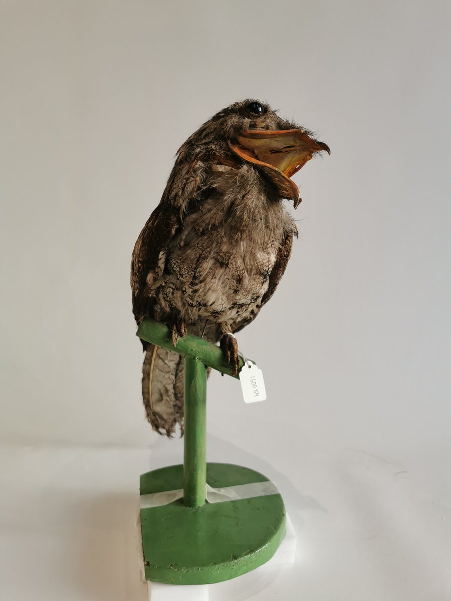 essex_cdp's tweet photo. Calling all Artists! Essex Cultural Diversity Project and @SW_Museum invite proposals from creative practitioners for a new commission responding to the global taxidermy collections at Saffron Walden Museum. Budget £6,000 | Deadline 27 June. Read more at
https://t.co/XC87aFQDH5 https://t.co/BtziAIEznd