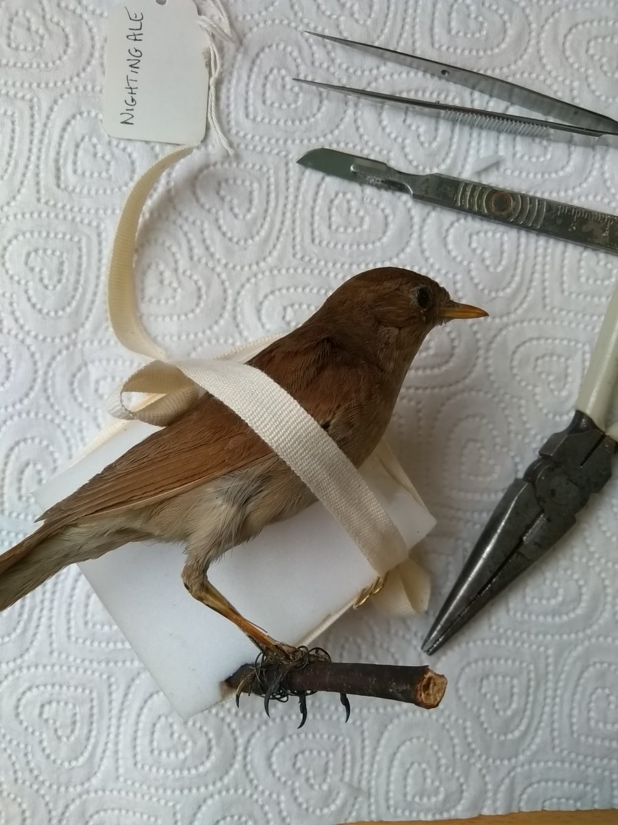 essex_cdp's tweet photo. Calling all Artists! Essex Cultural Diversity Project and @SW_Museum invite proposals from creative practitioners for a new commission responding to the global taxidermy collections at Saffron Walden Museum. Budget £6,000 | Deadline 27 June. Read more at
https://t.co/XC87aFQDH5 https://t.co/BtziAIEznd