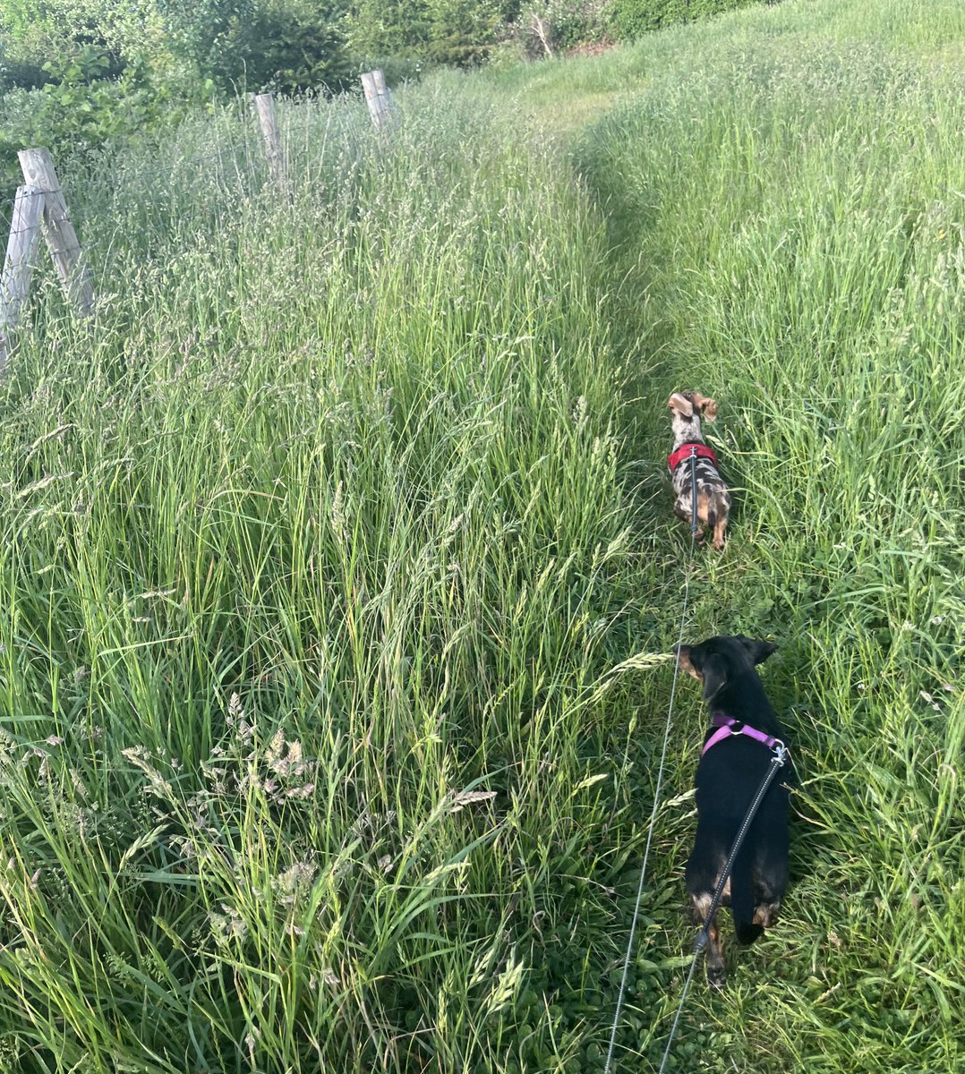 PickleCoco's tweet photo. Exploring not snoring today! https://t.co/XXJ66AnmV5