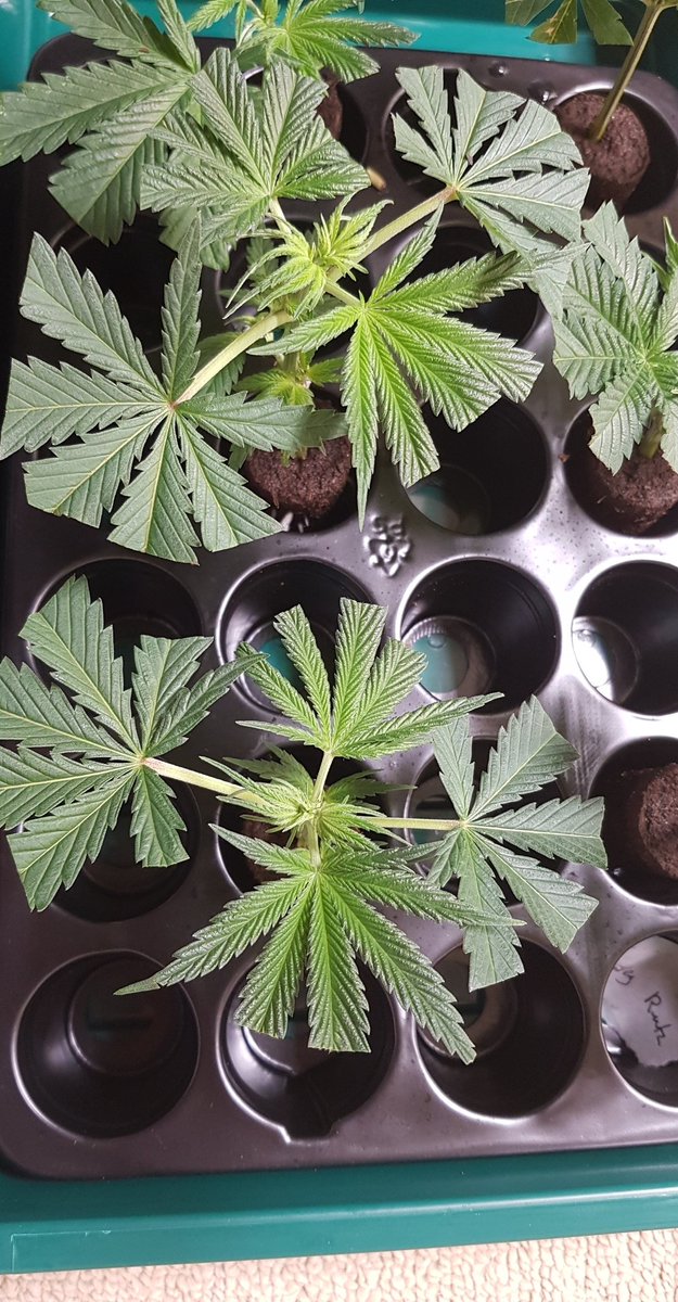 CryptoRodo's tweet photo. Clones rooting 💚 https://t.co/julPEYSjok