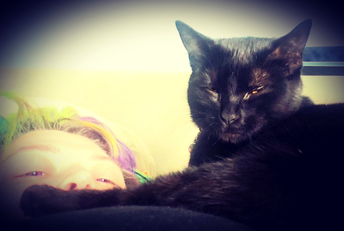 ebx_jen's tweet photo. BEWARE GUARD CAT ON DUTY

"Dis hooman iz minez" 

#lucifur #blackcat #blackcatsaregoodluck #blackcatsoftwitter #guardcats https://t.co/zlifPZGsw8