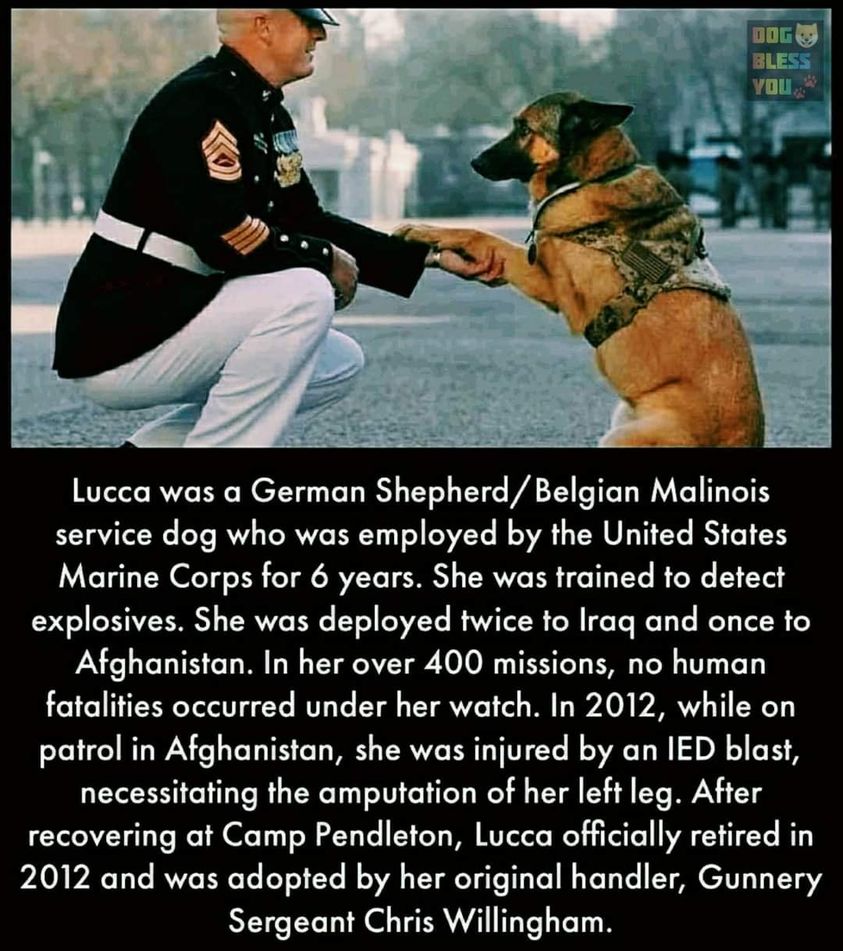 boomertv44's tweet photo. #Thankyouforyourservice Lucca. Good doggo.

#MemorialDay #mondayvibes #BoomersTV #mondaymood https://t.co/OqSywPKMCu