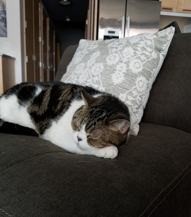 D3vilSquirrel's tweet photo. @Lylli sleepy time https://t.co/0AhUbcloh3