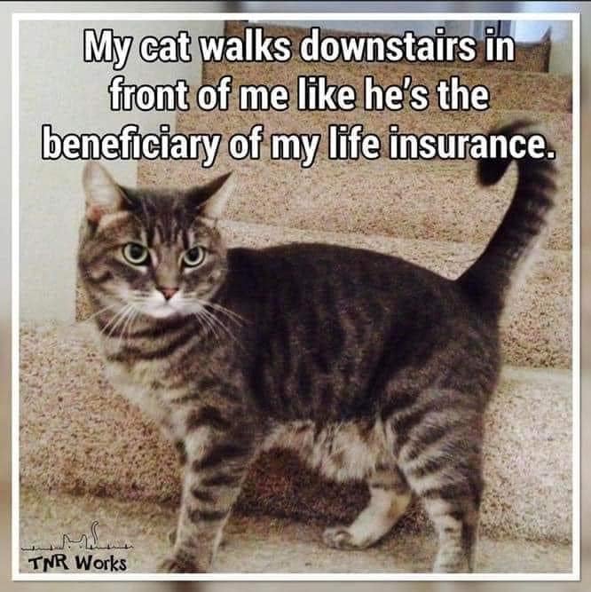 boomertv44's tweet photo. I'm pretty sure this is every cat.

#tuesdaymood #tuesdaymorning #TuesdayThoughts #BoomersTV https://t.co/x3a4lszb3B