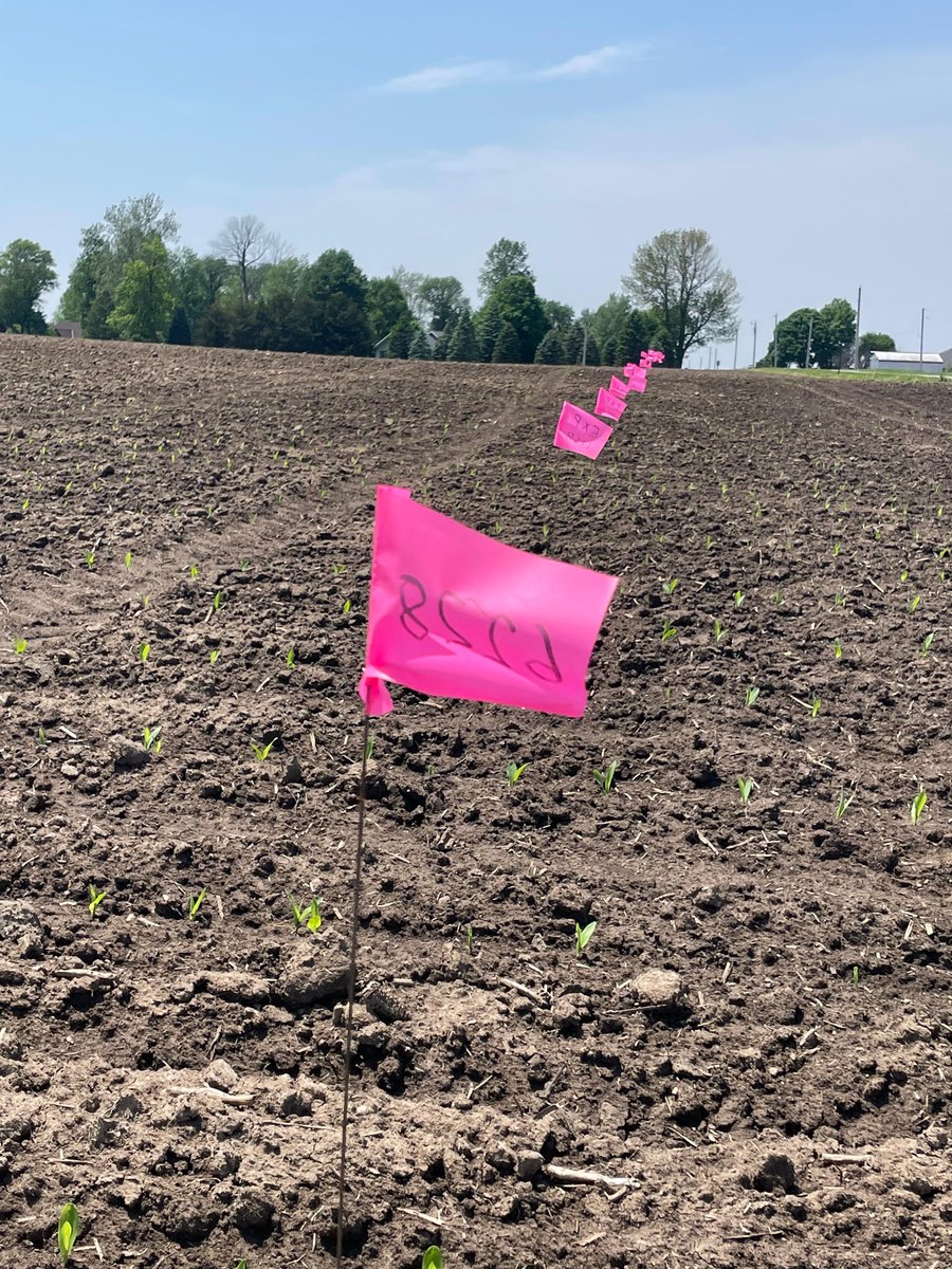 Every pink flag represents an entry in this hybrid research plot. Early emergence is fantastic here! Check back later this week for an update on this awesome SPECTRUM #NONGMO plot! #farmlife #farming #agriculture #Plant22