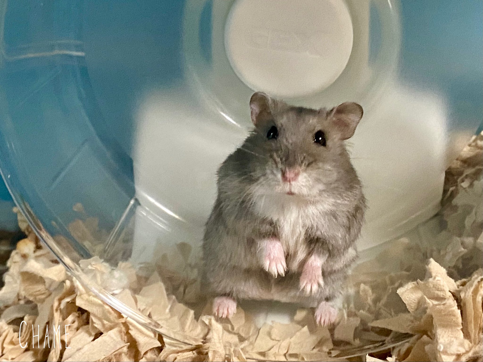 秋本 真見 鉛筆画家 おはチャメです 昨日に続き札幌市は予想最高気温27 と暑くなりそうです 熱中症対策忘れずに 今日も宜しくお願いいたします ハムスター T Co Tniipk4oit Twitter