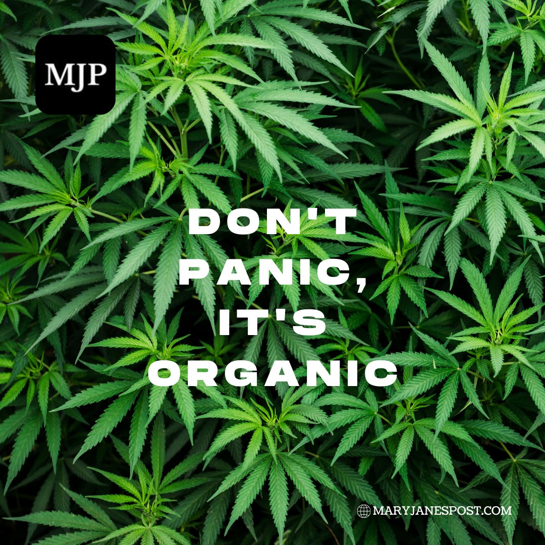 MaryJanesPosts's tweet photo. Don't panic, it's organic! π₯³
#CBD #news #cannabiscommunity #MJPost https://t.co/MfDspqMe5B