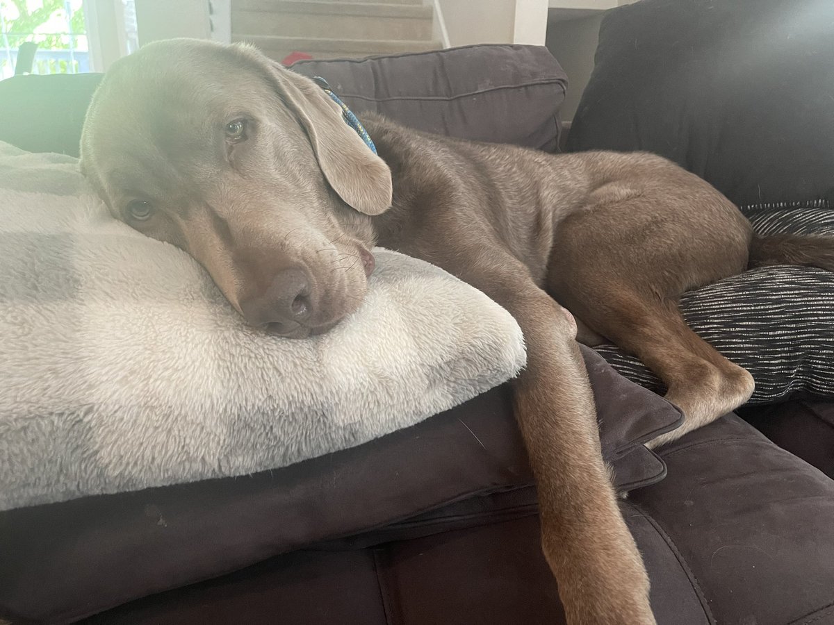 Rally The Silver Lab tweet media