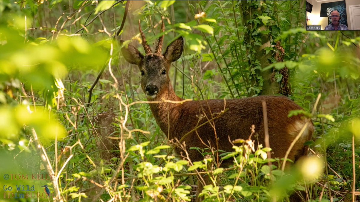 Some incredible shots of wildlife in the #AstleyAinslie from Tom <a href="/gowildedinburgh/">Tom Kelly</a>, kindly shared at the @AstleyAinslieCT SGM tonight. The creatures don't necessarily live there - might just be passing through = shows how important green/blue corridors are 
🐞🦡🦊🦆