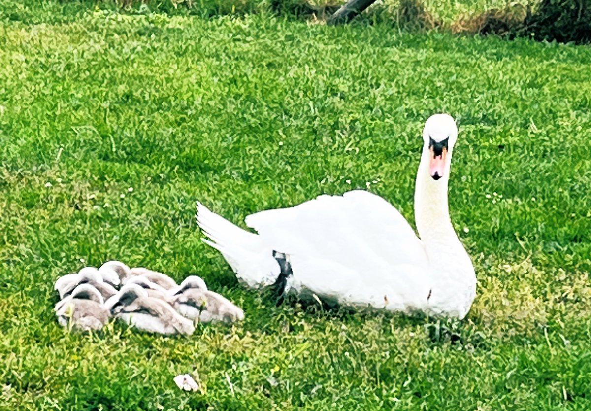 Woodberry Wetlands wildlife today