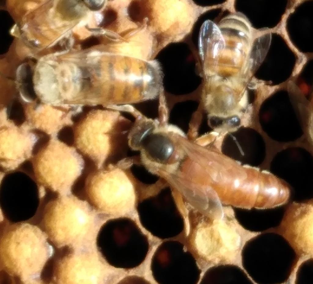 People ask about the different bees in the hive. Here you can see a Queen we found in one of our hives today. Just above her and to the left is a Drone and to the right is a Worker. The workers are the true <a href="/PollenAngels/">Pollen Angels</a>.