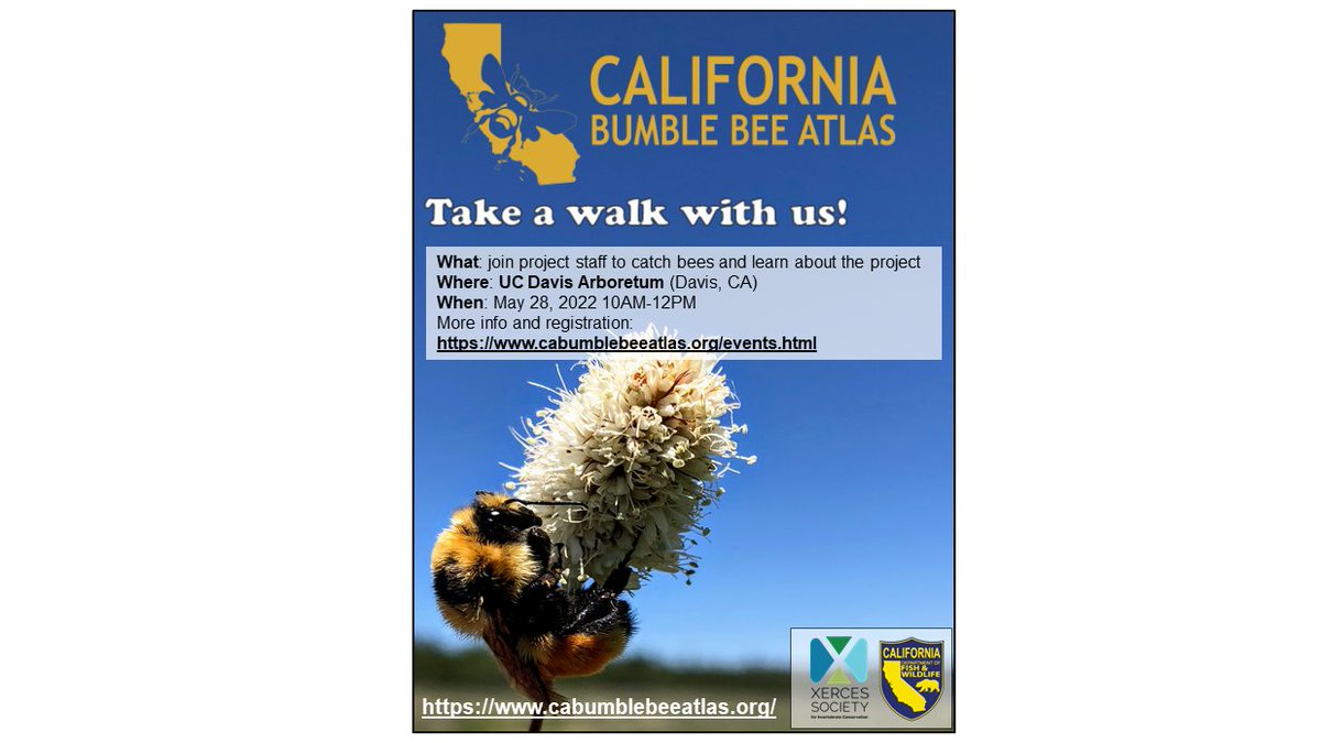 Join #California #Bumblebee Atlas staff for a field walk THIS SATURDAY, May 28 at UC Davis Arboretum! We'll tour the gardens and learn to catch and identify bumble bees. And, more fields events are coming! Info and registration here: cabumblebeeatlas.org/events.html