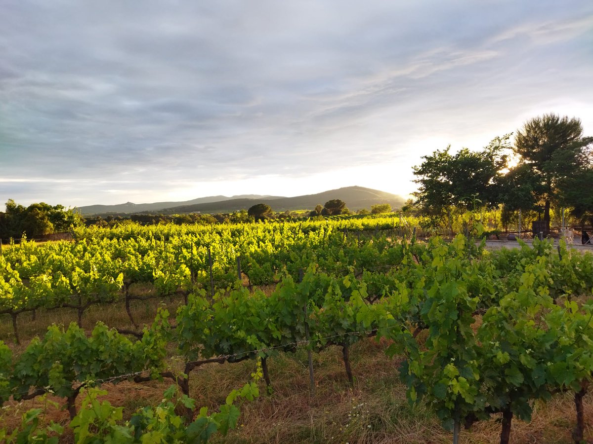 fsolerb's tweet photo. ➡️ Després de la pluja 🌧️🌄
#penedès #vesprada #home #casa #pacsdelpenedès #catalunya #vinyes de @familiatorres @TorresWines https://t.co/jvX0fjC9zn