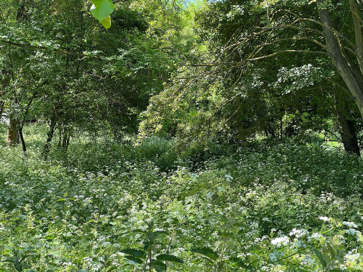 Coastal_Gallery's tweet photo. Christ Church Meadow #magical #oxford #universityofoxford #christchurchmeadow #spring #green #greens #space #outside #walk #walking #looking #calm #solitude @stewartmechem @palaisdesvaches @jesuscollegeoxford

📸 https://t.co/oLgf0OY8ri via https://t.co/mvl1bmHpbN https://t.co/JLZS51fJo5