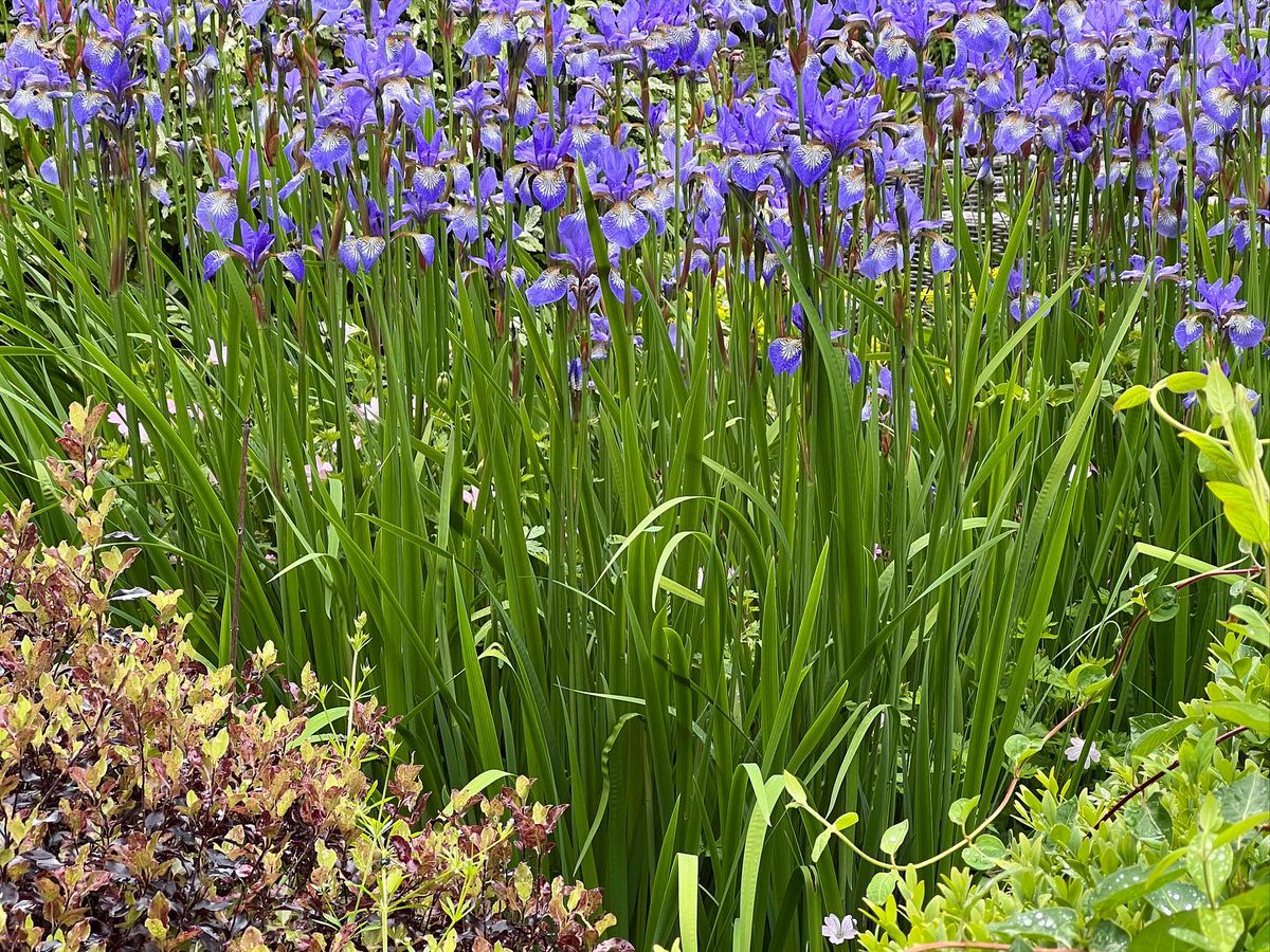 Coastal_Gallery's tweet photo. Secret garden #iris #blue #blues #elegance #garden #gardens #home #outside #peaceful #tranquil @stewartmechem @palaisdesvaches @jesuscollegeoxford

📸 https://t.co/gR3nyb0dqp via https://t.co/mvl1bmHpbN https://t.co/336sx5X6eV