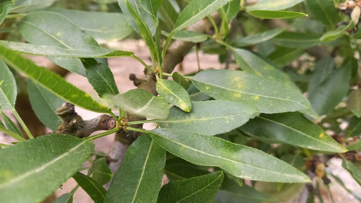 redfaragon's tweet photo. En Aragón, ya son visibles los primeros síntomas de #ManchaOcre en #almendro de esta temporada.
Son previsibles nuevas contaminaciones en caso de lluvias, y semanas después se observará un incremento de daños.
Gracias @MMins87973063 https://t.co/Y25KpaD7Us