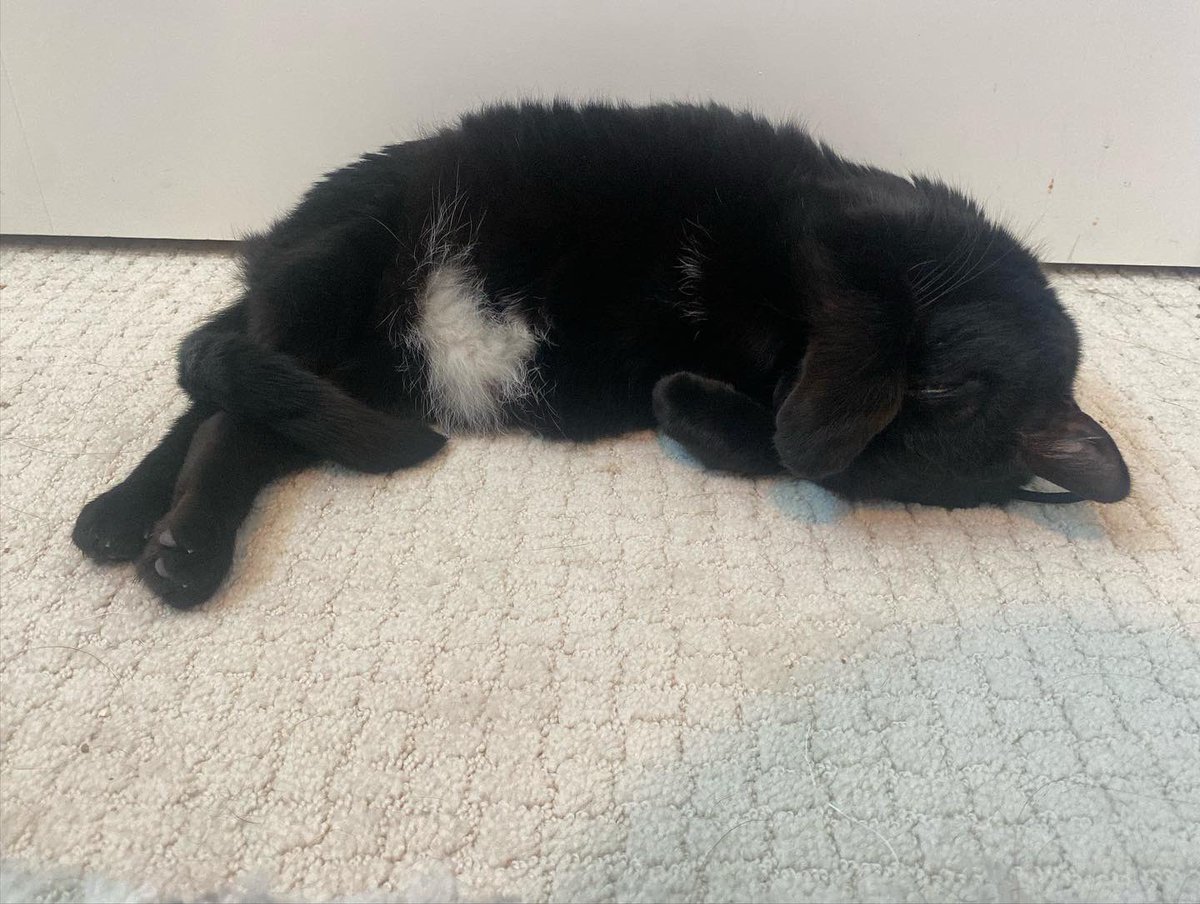 bigfootjinx's tweet photo. nap time 💤 https://t.co/satqXvnTb7